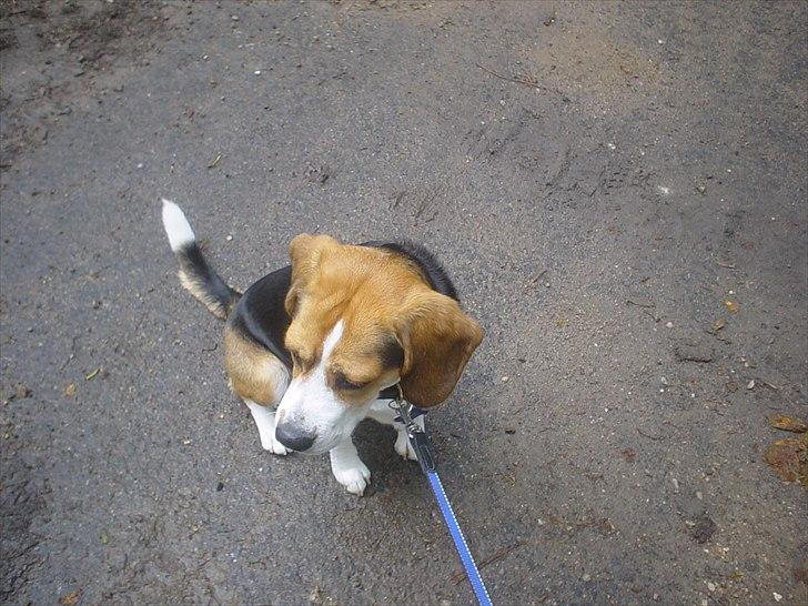 Beagle Futte billede 3