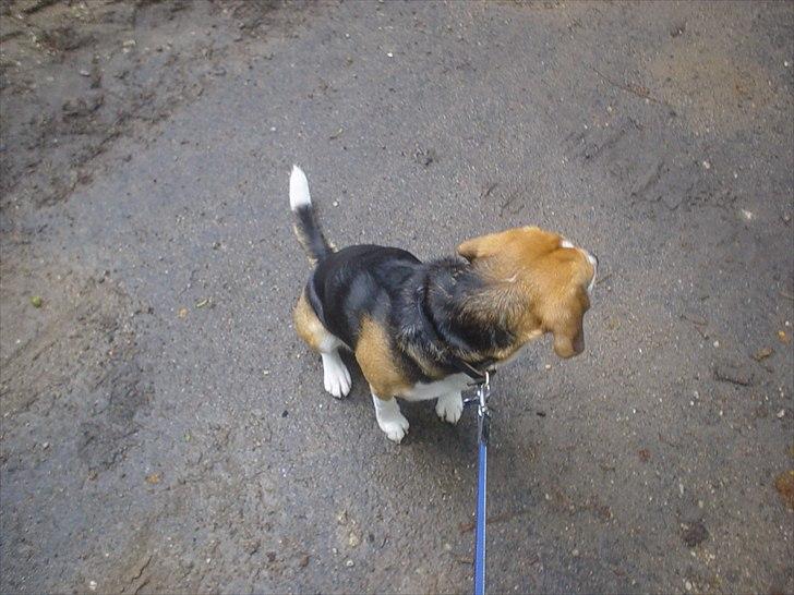 Beagle Futte billede 4