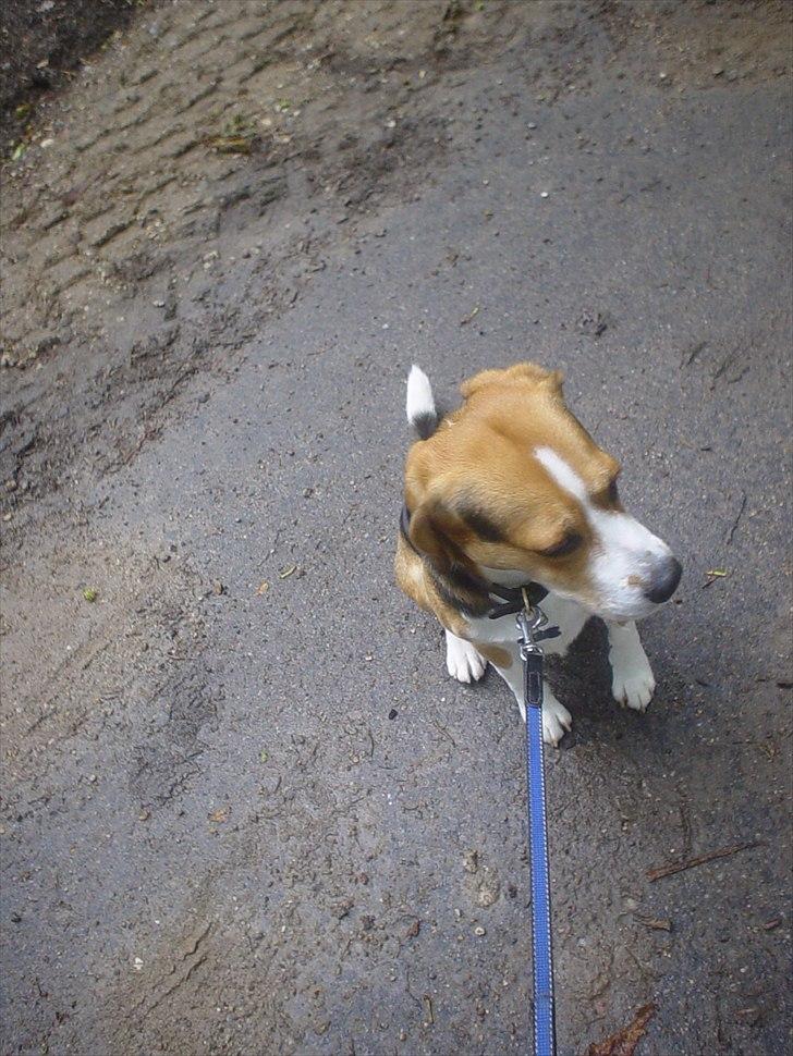 Beagle Futte billede 5