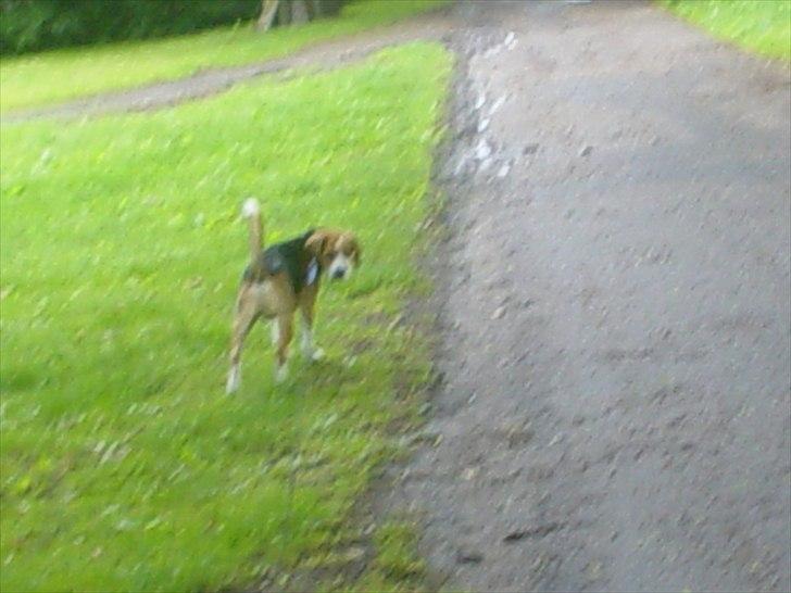 Beagle Futte billede 6