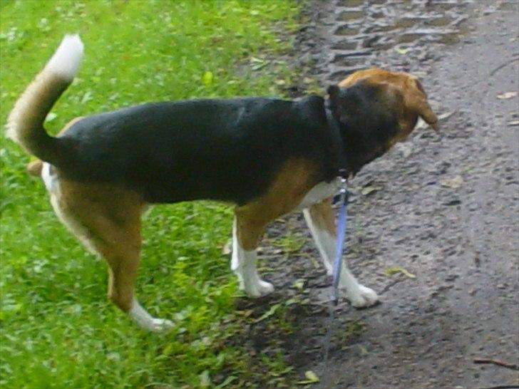 Beagle Futte billede 7