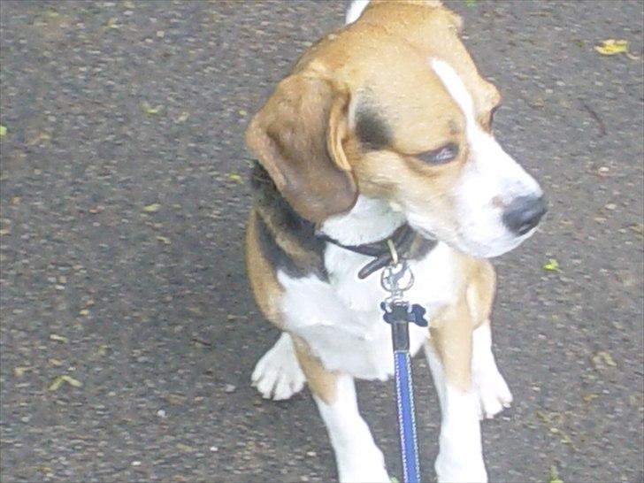 Beagle Futte billede 8