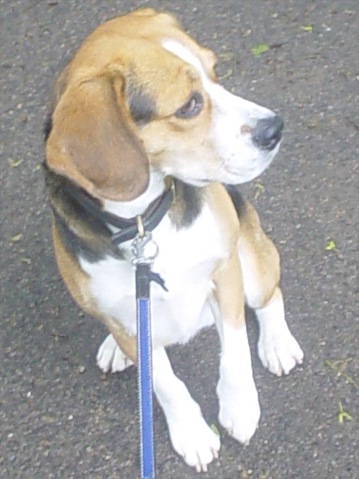Beagle Futte billede 9