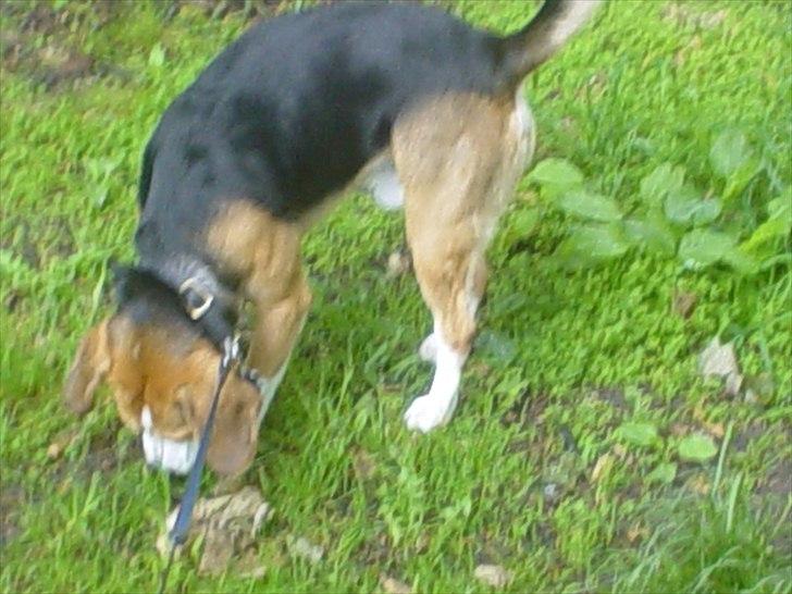 Beagle Futte billede 10