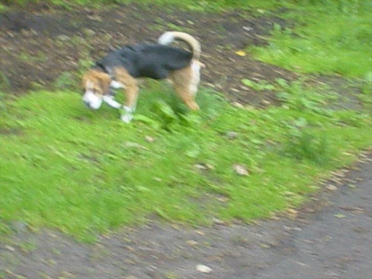 Beagle Futte billede 11