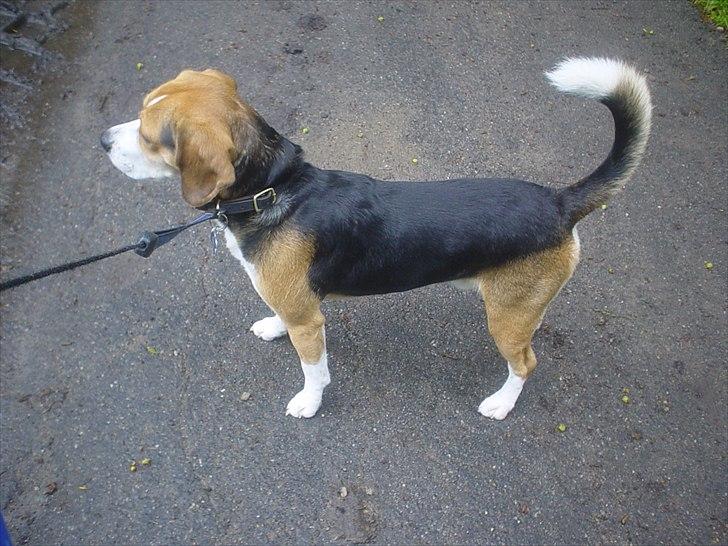 Beagle Futte billede 12