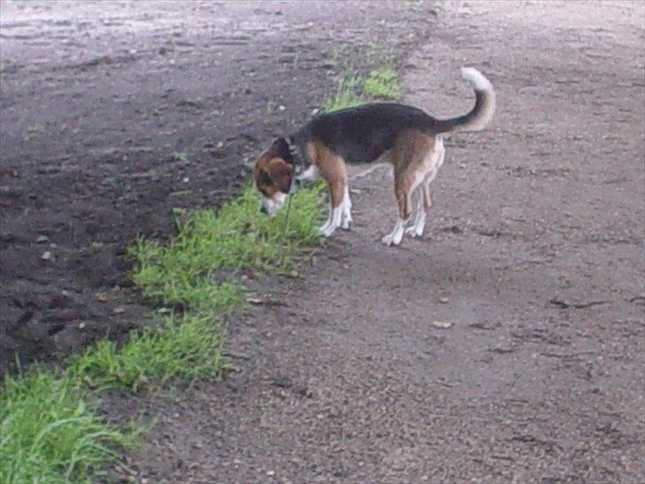 Beagle Futte billede 13