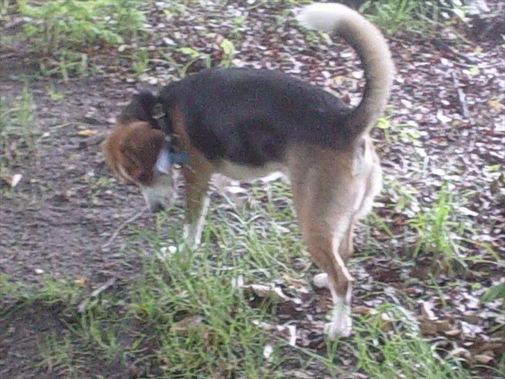 Beagle Futte billede 14