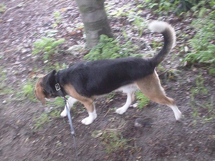 Beagle Futte billede 15