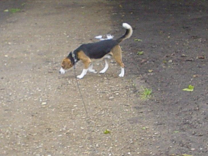 Beagle Futte billede 16