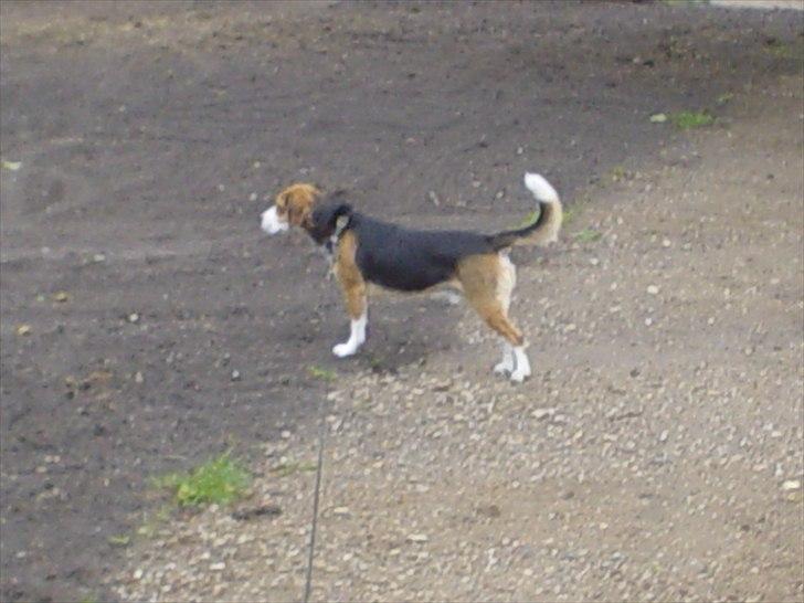 Beagle Futte billede 17