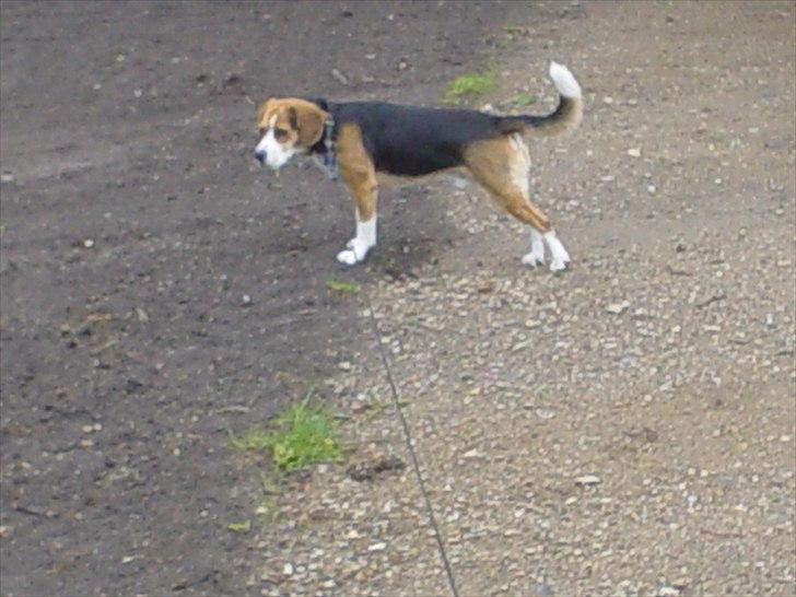 Beagle Futte billede 18