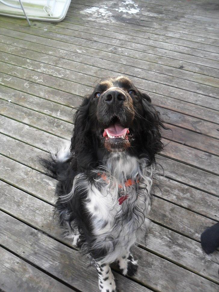 Engelsk springer spaniel Rollo  billede 1