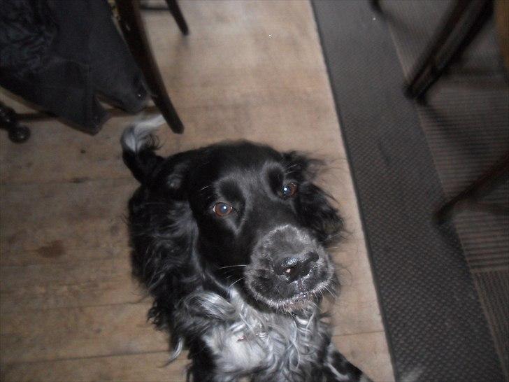 Engelsk springer spaniel Rollo  billede 2