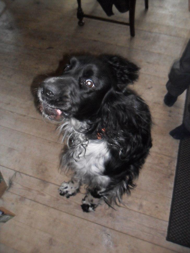 Engelsk springer spaniel Rollo  billede 3