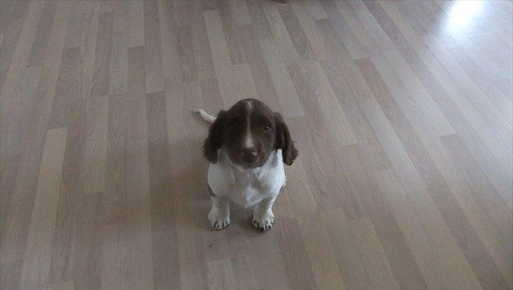 Field Trial spaniel Sakki billede 2