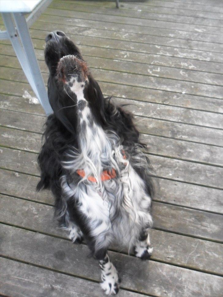 Engelsk springer spaniel Rollo  billede 4