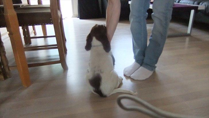 Field Trial spaniel Sakki billede 3