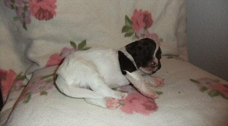 Field Trial spaniel Sakki billede 4