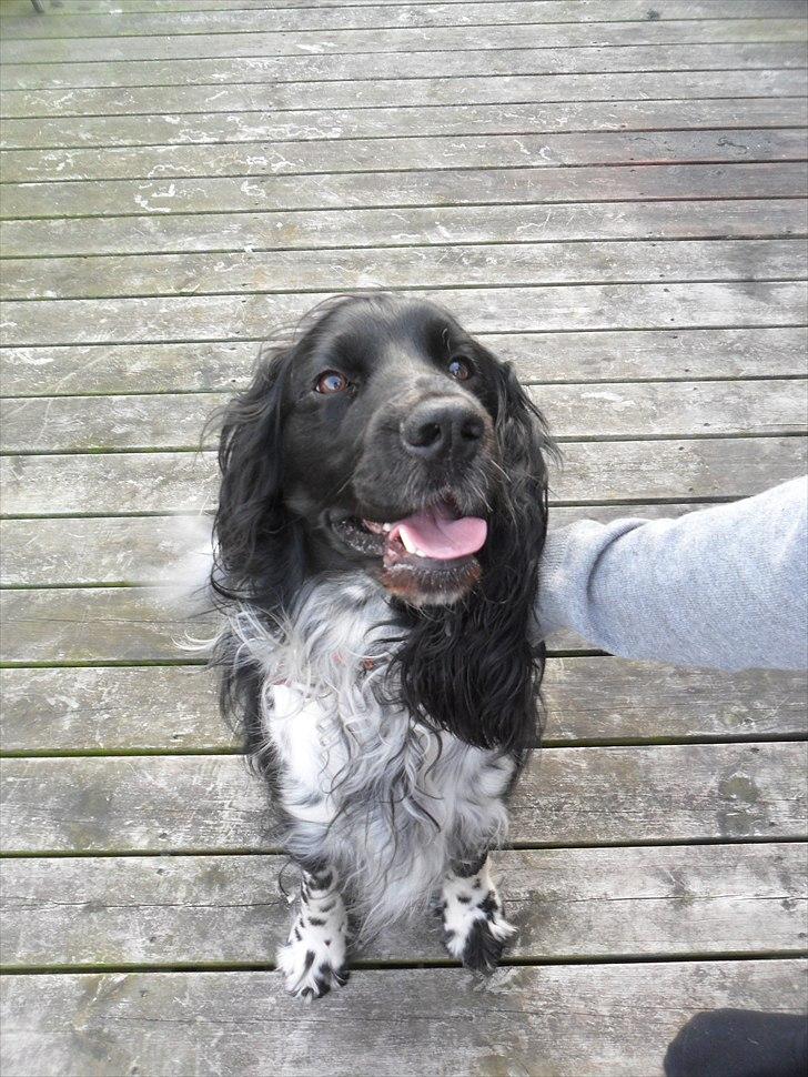 Engelsk springer spaniel Rollo  billede 5