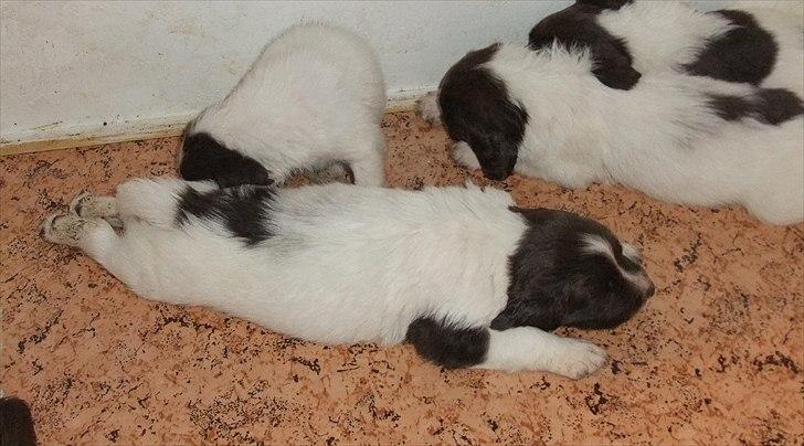 Field Trial spaniel Sakki billede 5