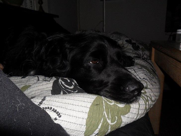 Engelsk springer spaniel Rollo  billede 6