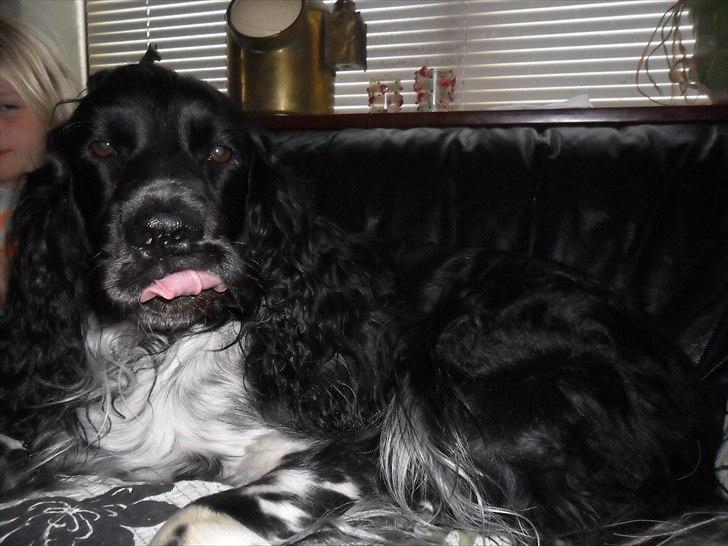 Engelsk springer spaniel Rollo  billede 7