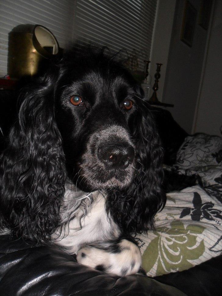 Engelsk springer spaniel Rollo  billede 8