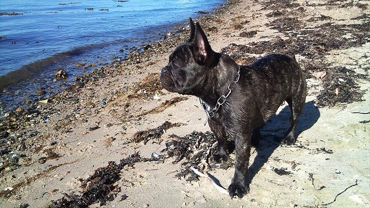 Fransk bulldog Ozzy billede 14