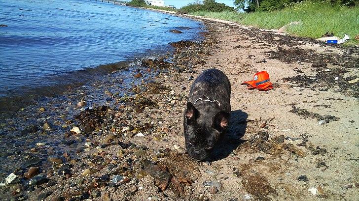 Fransk bulldog Ozzy billede 15