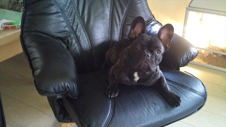 Fransk bulldog Ozzy billede 16