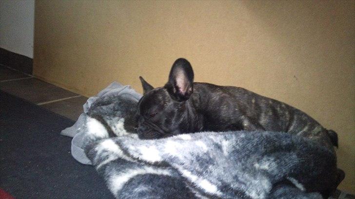 Fransk bulldog Ozzy billede 17