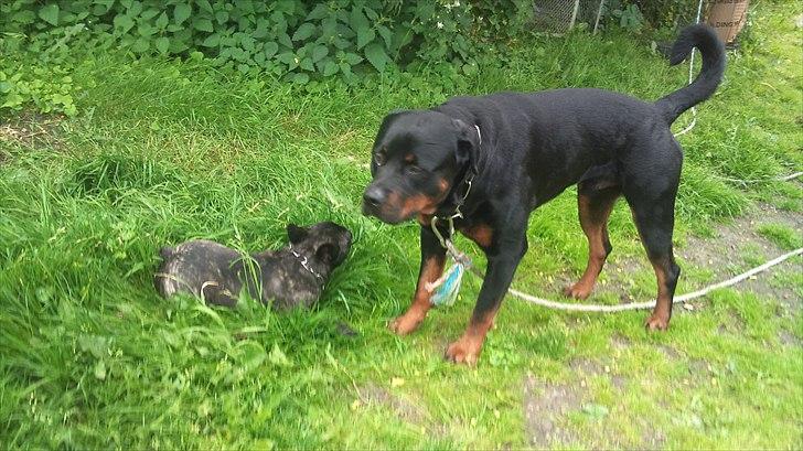 Rottweiler Uffe billede 20