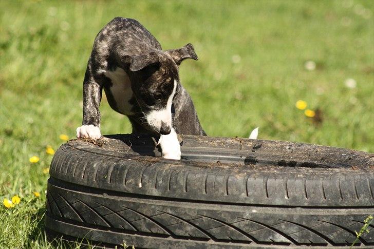 Whippet Anastasia - Juni 2011 billede 6