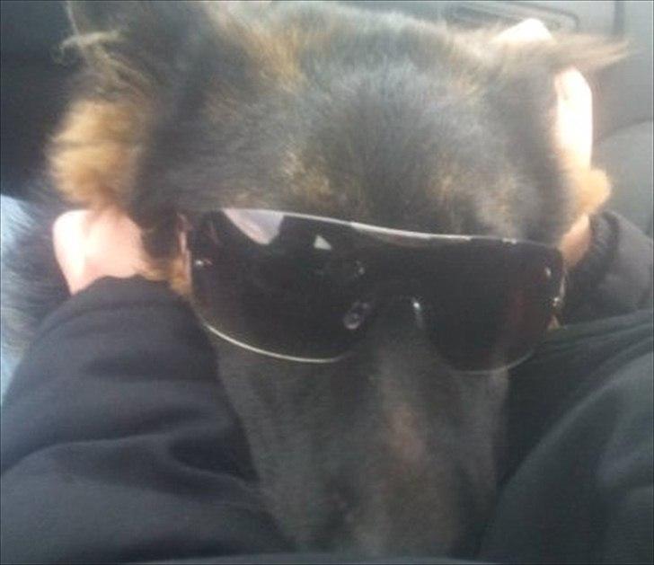 Schæferhund Flobber billede 1