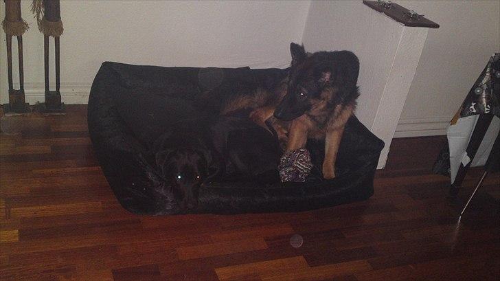 Schæferhund Flobber billede 2