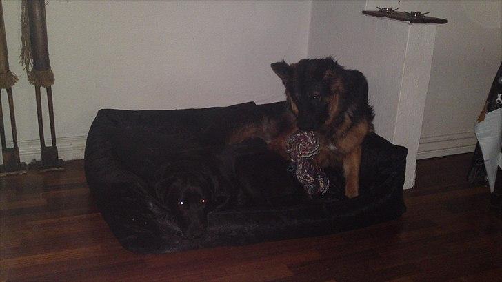 Schæferhund Flobber billede 3