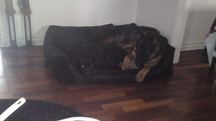 Schæferhund Flobber billede 4