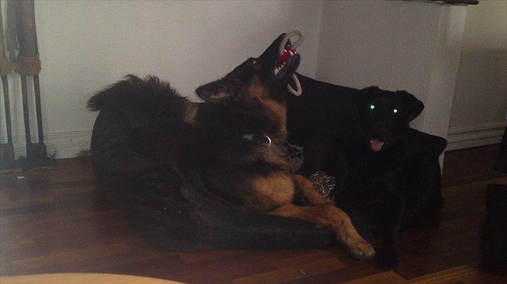 Schæferhund Flobber billede 5