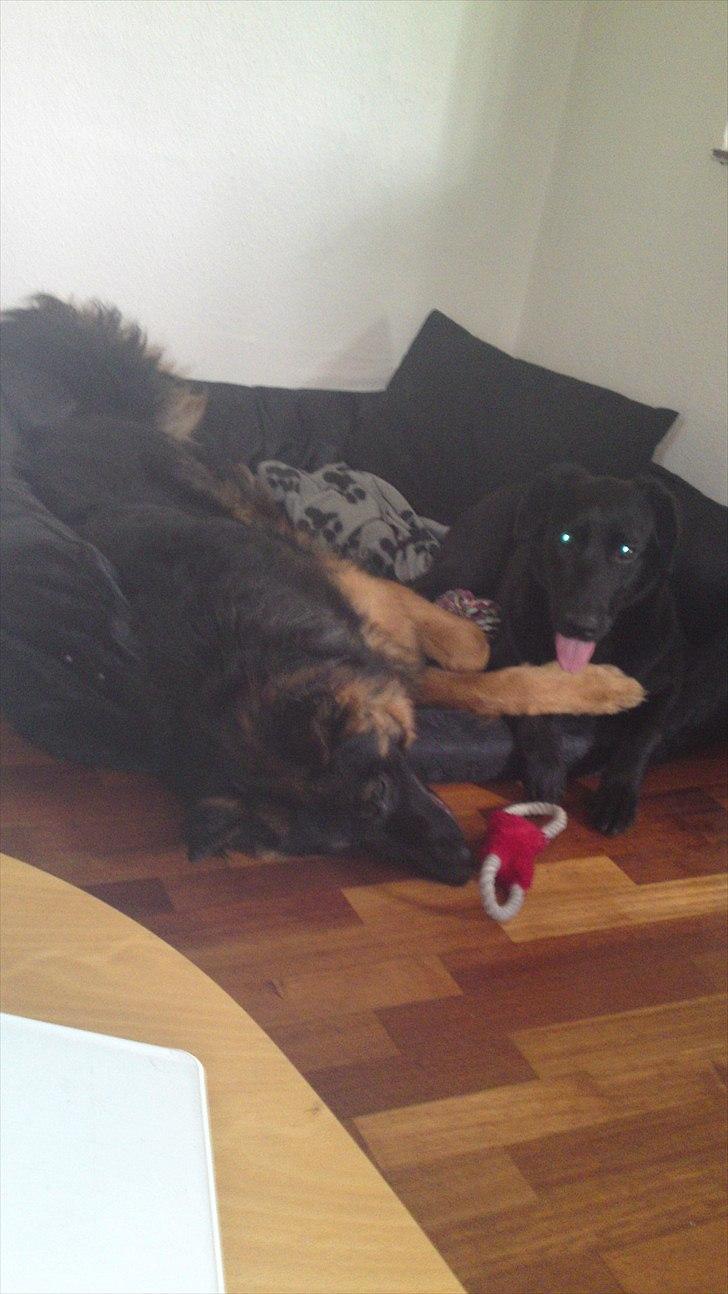 Schæferhund Flobber billede 6