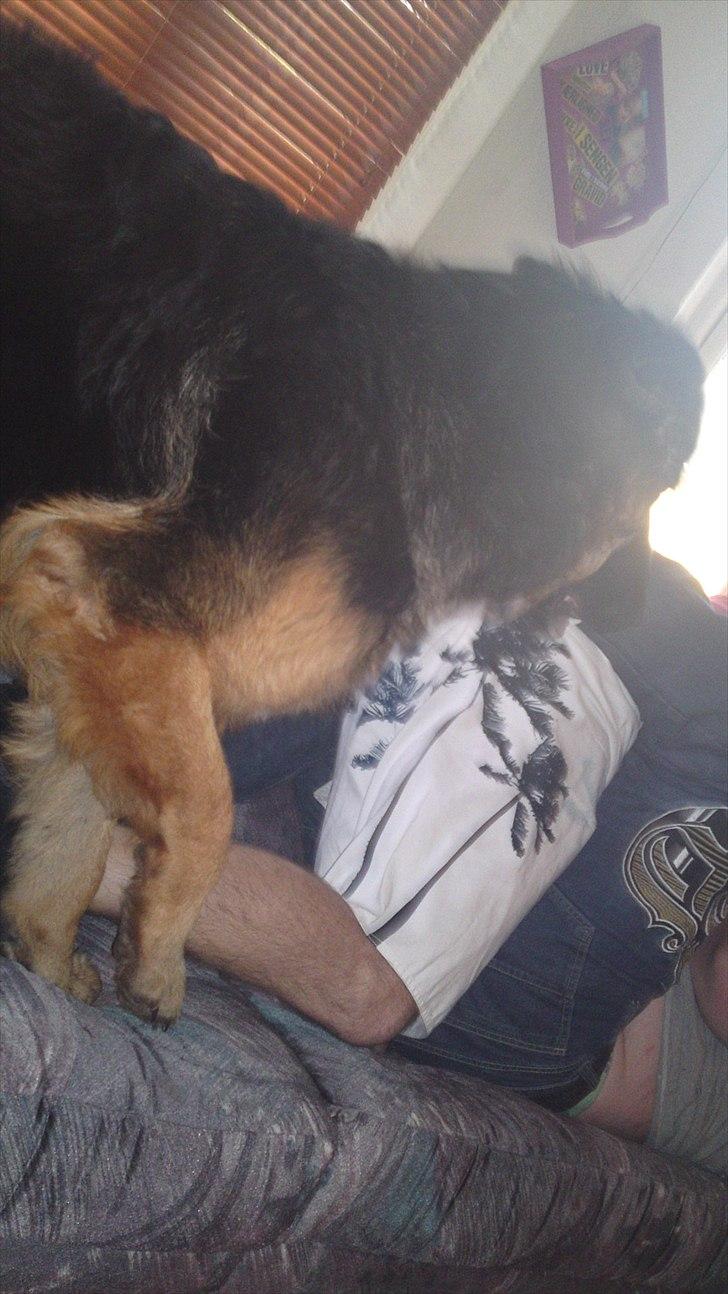 Schæferhund Flobber billede 7