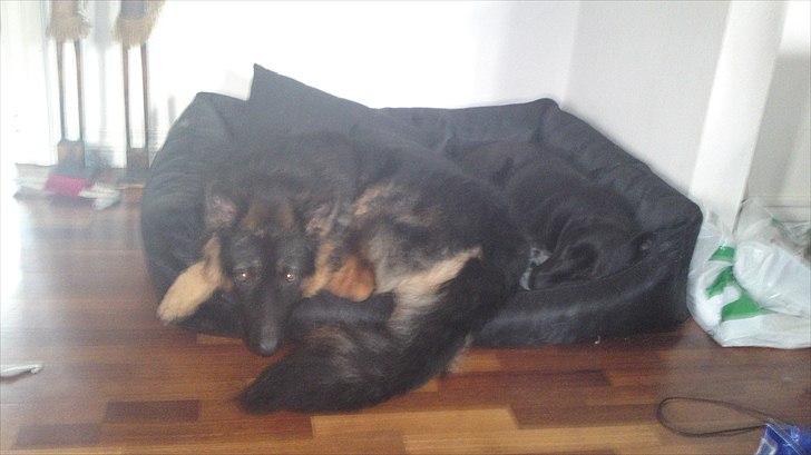 Schæferhund Flobber billede 8