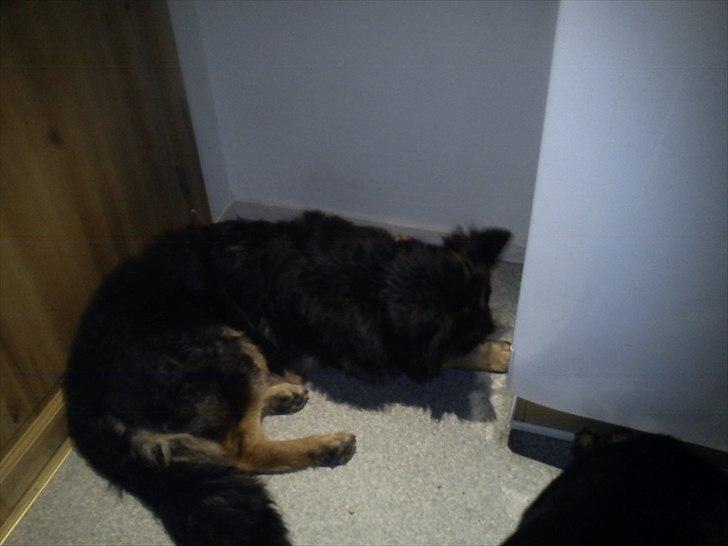 Schæferhund Flobber billede 9