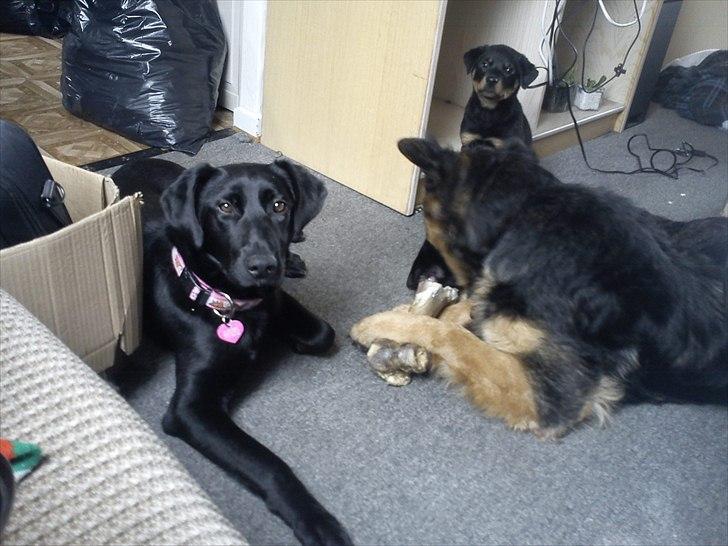 Schæferhund Flobber billede 12