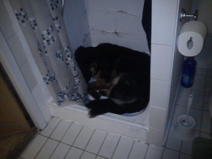 Schæferhund Flobber billede 13