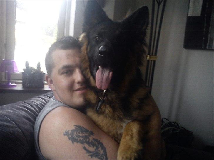 Schæferhund Flobber billede 15