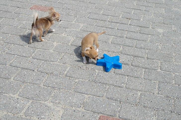 Chihuahua jelly-belly billede 14