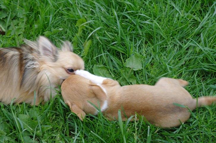 Chihuahua jelly-belly billede 15