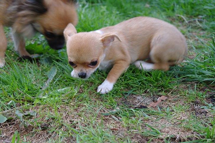 Chihuahua jelly-belly billede 16