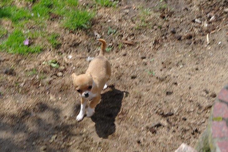 Chihuahua jelly-belly billede 17